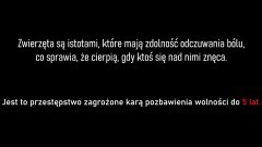Gmina Stegna. Skrajnie zaniedbany i umierający pies na jednej z posesji – mężczyzna odpowie za znęcanie się nad zwierzęciem. Grozi mu do 5 lat więzienia.
