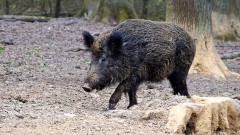 Kolizja osobówki z dzikiem i potrącenie dziecka – tygodniowy raport malborskich służb mundurowych.