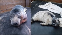 Znalazłeś młodą fokę na plaży? Sprawdź, co wtedy należy zrobić. 