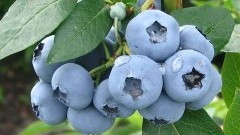 Zalety spożywania borówki amerykańskiej