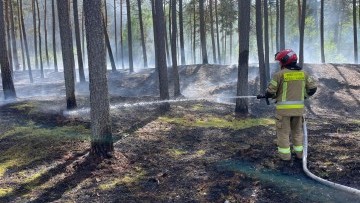 Pożar lasu w Mikoszewie – 7 zastępów walczyło z groźnym żywiołem.