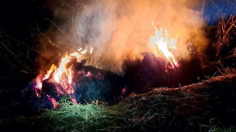 Pożary, owady błonkoskrzydłe i kolizja drogowa – tygodniowy raport malborskich służb mundurowych.