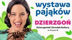 Wystawa Pająków w Dzierzgońskim Ośrodek Kultury