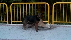 Martwa sarna i dwa psy w Tujsku - co się wydarzyło? Policja i Gmina komentują.