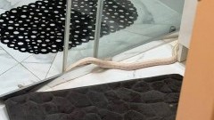 Elbląg: w łazience znalazł węża. Nietypowa interwencja policji