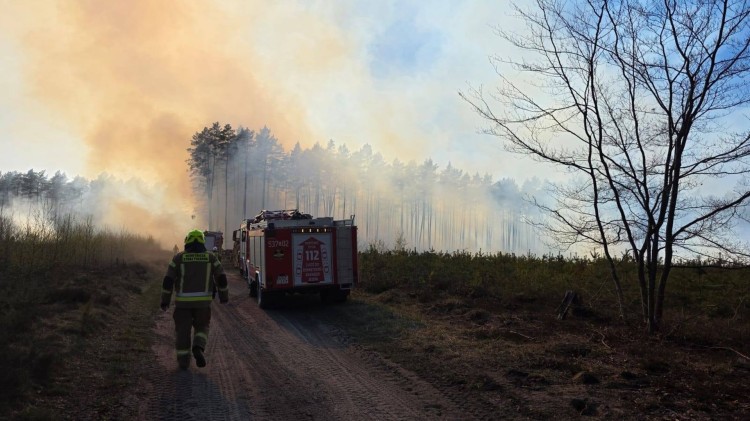 Pożar lasu w Leśnictwie Wilki - kilkanaście zastępów w akcji.