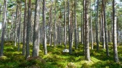 Nadleśnictwo Elbląg zaprasza właścicieli koni na spotkanie ws. możliwości poruszania się po lesie - 11.01.2018