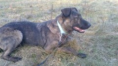 Malbork: Pilnie szukamy domu dla Bony. Jest bardzo uległa, kocha dzieci&#8230;