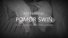 Gmina Nowy Dwór Gdański : Zagrożenie ASF - Zobacz film edukacyjny - 12.03.2018