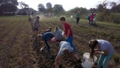 Uczniowie Zespołu Szkół w Sztutowie wzięli udział w wykopkach