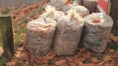 Dodatkowy wywóz bio-odpadów na terenie Gminy Sztutowo 