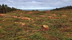 Wycięli 10 tys. drzew na miejscu Przekopu Mierzei Wiślanej. Zobacz wideo i zdjęcia 