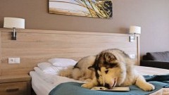 Więcej udogodnień dla pupili w czterogwiazdkowym hotelu Tristan w Kątach&#8230;