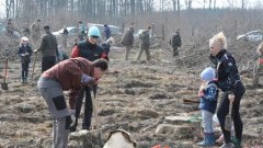 Posadzono 1800 dębów. „Akcja odnowieniowa” w Nadleśnictwie Elbląg&#8230;