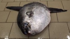 Samogłów złowiony w Krynicy Morskiej. Pierwsza taka ryba w południowo-wschodnim&#8230;