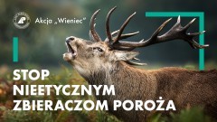 Trwa akcja Lasów Państwowych „Stop nieetycznym zbieraczom poroża”.