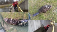 Bóbr uwięziony w wodnej elektrowni – weekendowy raport malborskich służb mundurowych.