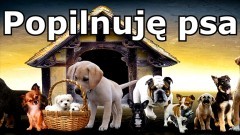 Malbork. Popilnuję psa - nastolatka szuka pracy.