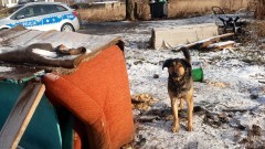 Nowy Dwór Gdański. Policjanci apelują - mróz jest śmiertelnym zagrożeniem&#8230;