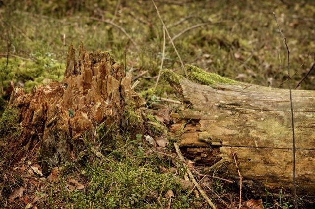 Sztutowo : Pomoc dla ofiar skutków nawałnicy burzowej - 18.08.2017