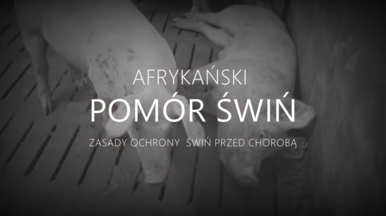 Gmina Nowy Dwór Gdański : Zagrożenie ASF - Zobacz film edukacyjny -&#8230;