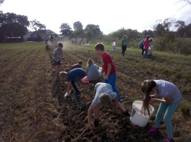 Uczniowie Zespołu Szkół w Sztutowie wzięli udział w wykopkach