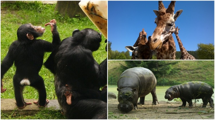 Gdańskie ZOO od wtorku wznawia działalność.