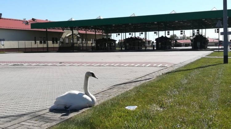 Niespodziewany podróżny na przejściu granicznym.