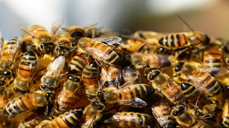 Pszczoły i zalana ulica – raport nowodworskich służb mundurowych.
