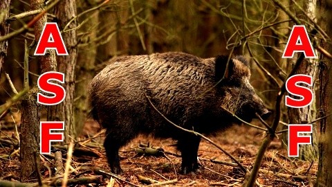 Pierwszy przypadek afrykańskiego pomoru świń (ASF) u dzików w województwie&#8230;