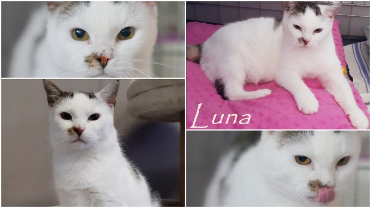 Kotka Luna czeka na nowego właściciela. Może to właśnie ty ją przygarniesz?