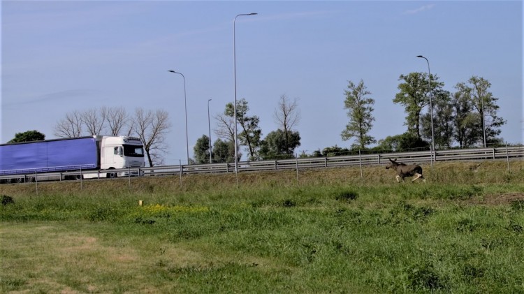 Nowy Dwór Gdański. Samica łosia zginęła pod kołami ciężarówki,&#8230;