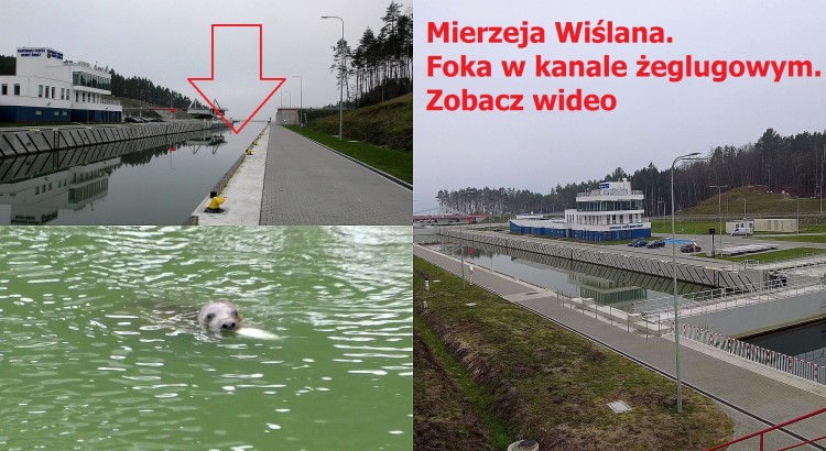 Przekop Mierzei Wiślanej. Foka w kanale żeglugowym. Musicie to koniecznie…