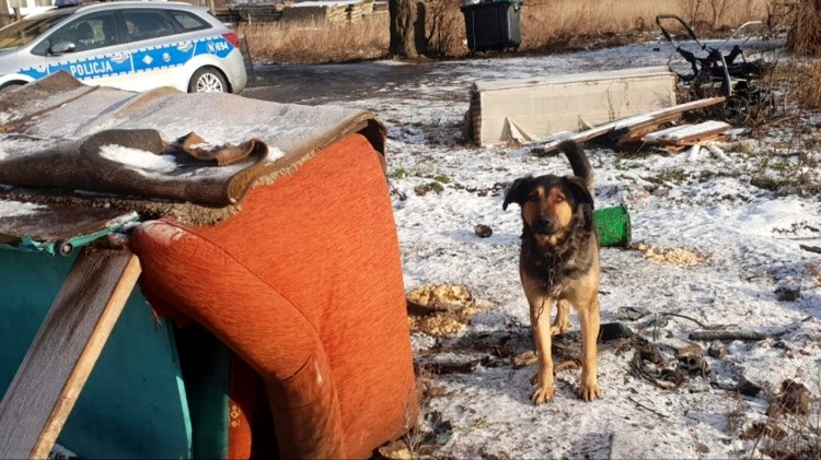 Nowy Dwór Gdański. Policjanci apelują - psy pozostawione na mrozie&#8230;
