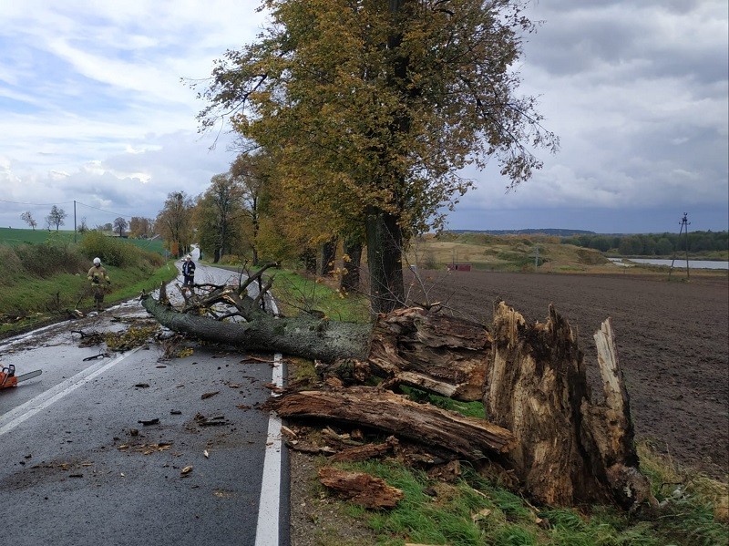 Pijany kierowca uderzył w drzewo – raport sztumskich służb mundurowych.