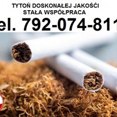 Tytoń Tani Papierosowy 70zł/kg stała wspólpraca bez kołków 792-074-811