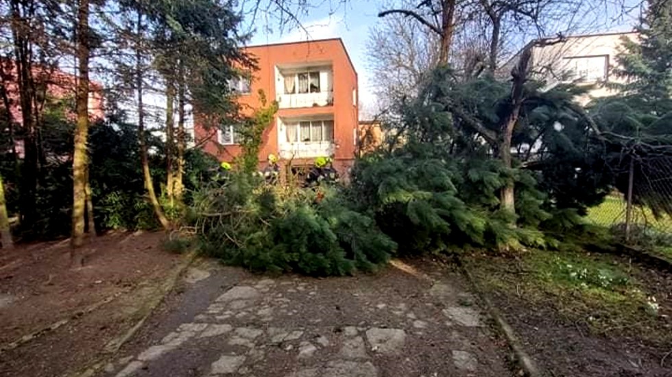 Ponad 50 interwencji w związku z silnym wiatrem w regionie – weekendowy raport malborskich służb mundurowych.
