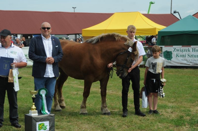 Ogólnopolski Młodzieżowy Czempionat Koni Sztumskich w Starym Polu.