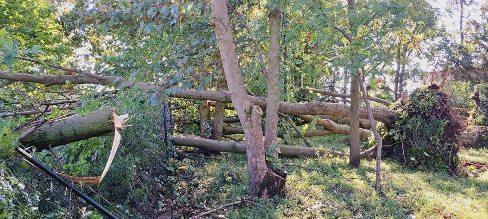 Blisko 160. interwencji związanych z usuwaniem skutków nawałnicy – tygodniowy raport malborskich służb mundurowych.