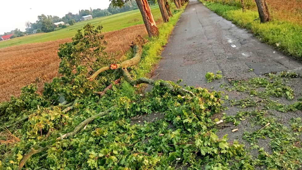 Usuwanie skutków wichury, pożar instalacji elektrycznej i kot na drzewie – raport sztumskich służb mundurowych.
