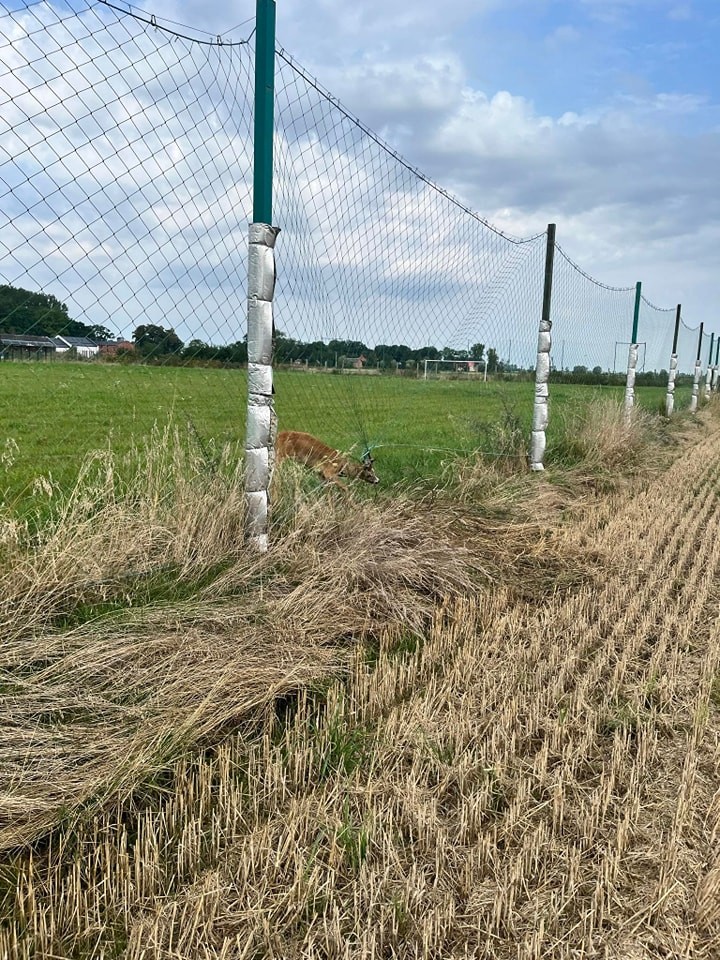 Jelonek zaplątany w siatkę ogrodzeniową, zalane piwnice i drogi, kolizje drogowe – raport malborskich służb mundurowych.