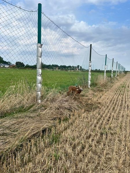 Jelonek zaplątany w siatkę ogrodzeniową, zalane piwnice i drogi, kolizje drogowe – raport malborskich służb mundurowych.